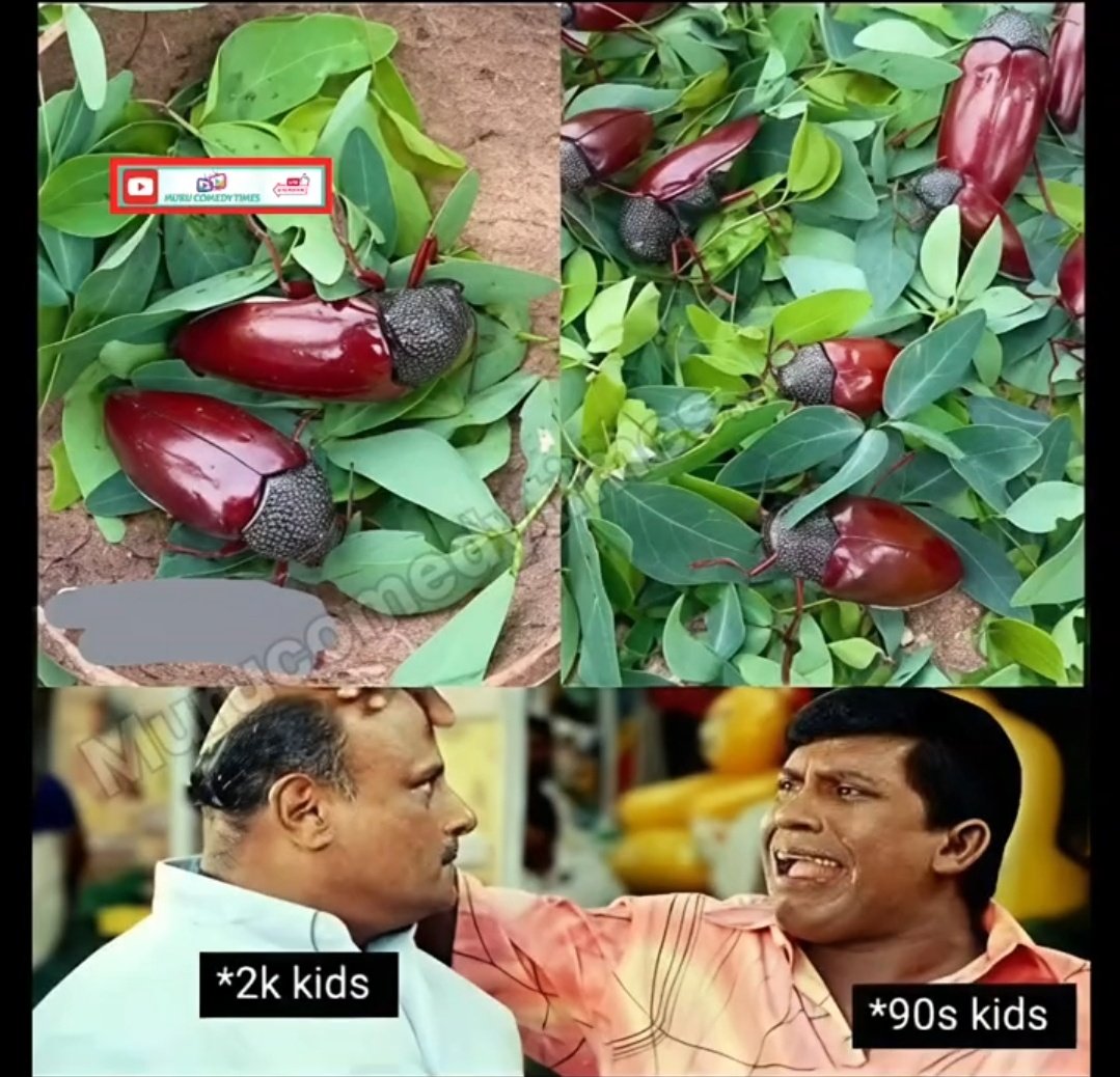 இப்போ என்ன டா நீங்க pets வளக்குறீங்க பொன்வண்டு தெரியுமாடா உங்களுக்கு???