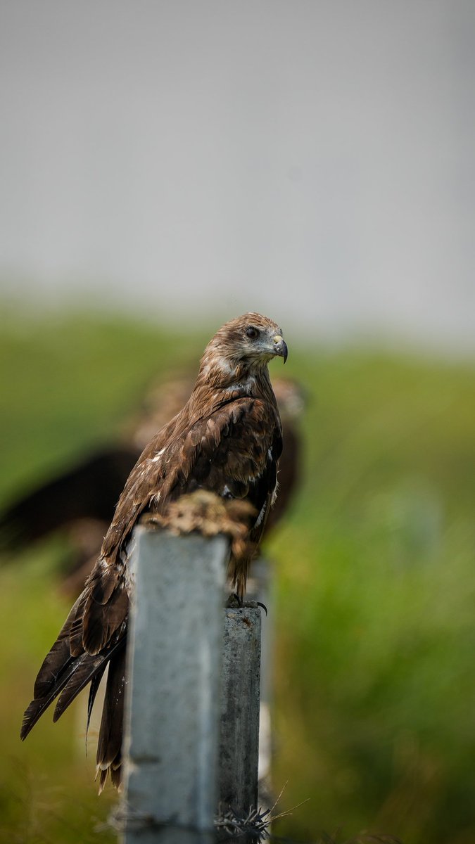 ImpatientIndian's tweet photo. A quiet ruler taking a break from the sky, watching everything without needing to announce a thing.

.

📸: Black Kite.

.

#IndiAves #ThePhotoHour #BBCWildlifePOTD #SonyAlpha #CreateWithSony #SonyAlphaIn #NatGeoYourShot https://t.co/iNYkjN7ihG