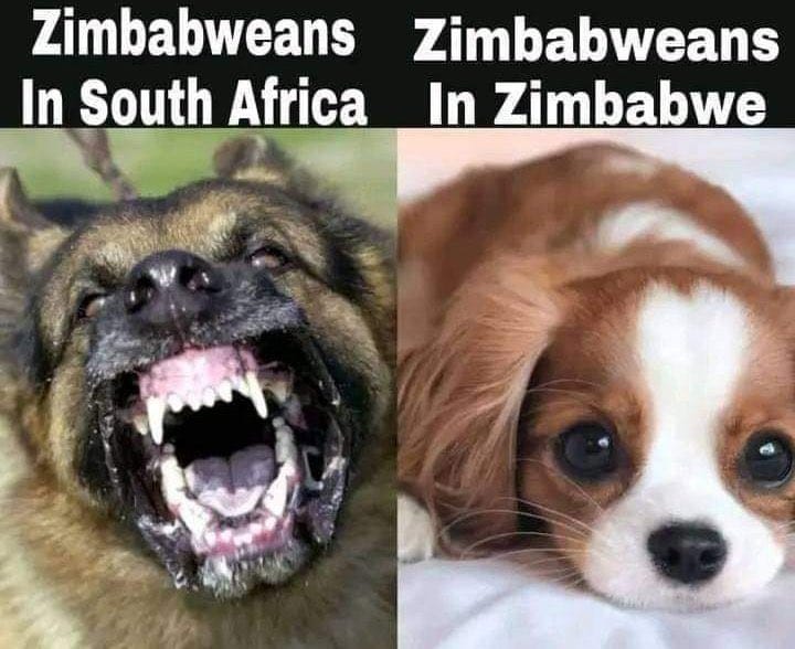 sbongilegagu4's tweet photo. @by_greatest @ChrisExcel102 They are living in those shacks now🤣🤣🤣 #PlasticView🤣🤣 https://t.co/4AYeGwlp0h