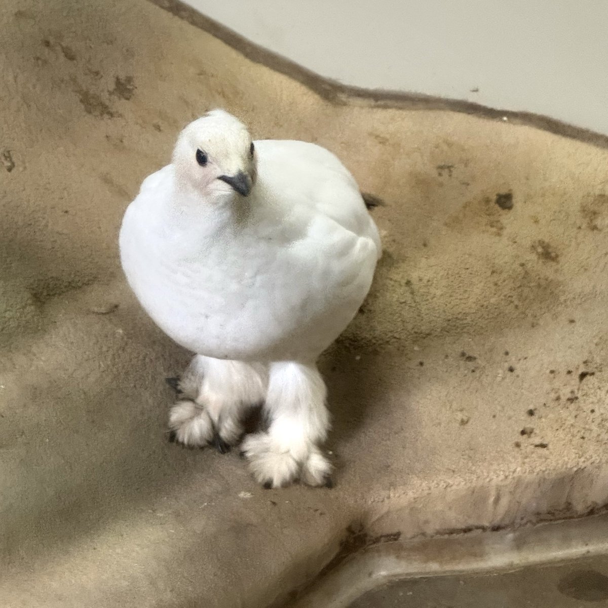 toyamacitykanko's tweet image. スバールバルライチョウさんも冬仕様。
足先までモフモフすぎる…！