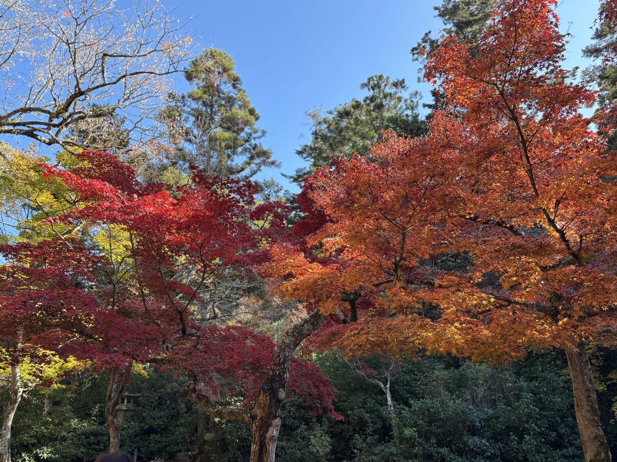 宮島は思ってたより紅葉はしてなかったけど綺麗だった🍁
