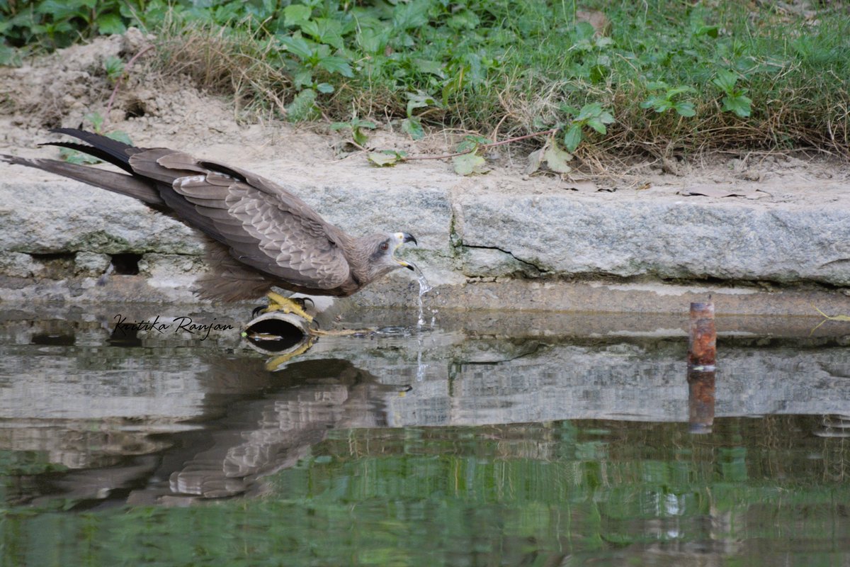 KritikaRanjan6's tweet photo. Refuelling before the next #flight ..... Black Kite spotted @sundernursery
#birds #birdwatching #birdphotography #nature #BirdsSeenIn2025 #Birdsofx #Delhi #TwitterNatureCommunity #BlackKite #BirdsofDelhi #NaturePhotography #ThePhotoHour #POTD #IndiAves @IndiAves https://t.co/YCVJ4oUc3L