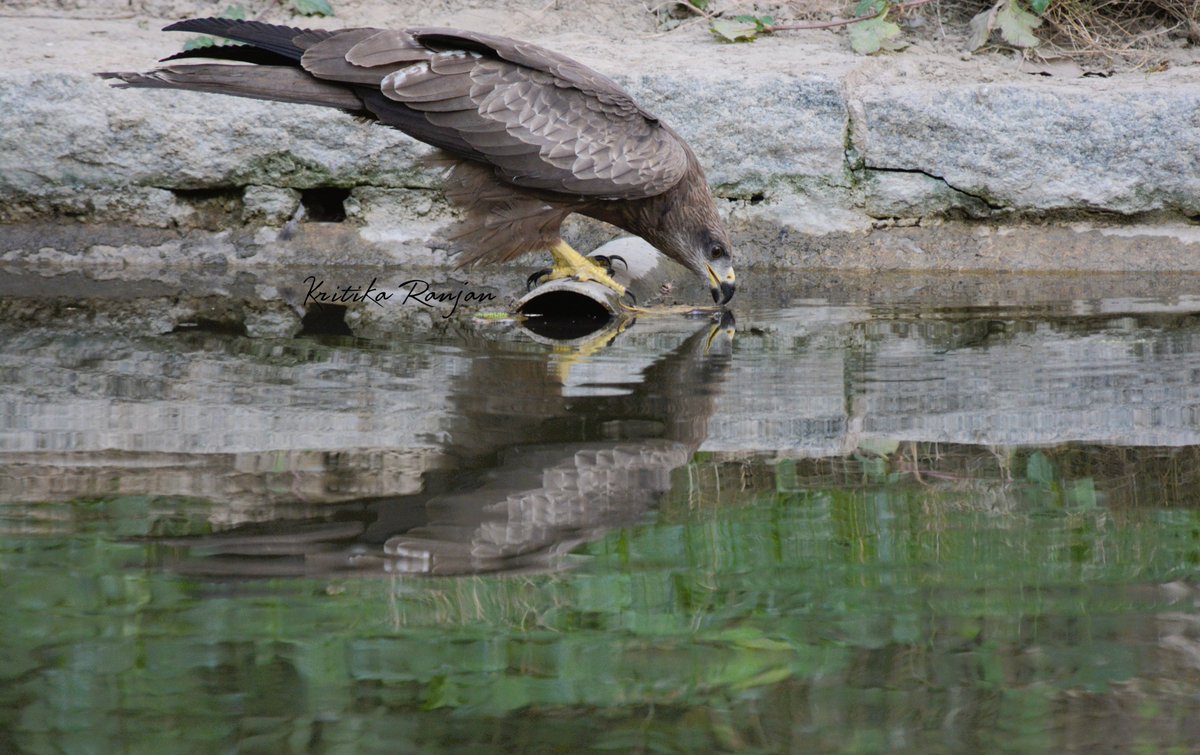KritikaRanjan6's tweet photo. Refuelling before the next #flight ..... Black Kite spotted @sundernursery
#birds #birdwatching #birdphotography #nature #BirdsSeenIn2025 #Birdsofx #Delhi #TwitterNatureCommunity #BlackKite #BirdsofDelhi #NaturePhotography #ThePhotoHour #POTD #IndiAves @IndiAves https://t.co/YCVJ4oUc3L