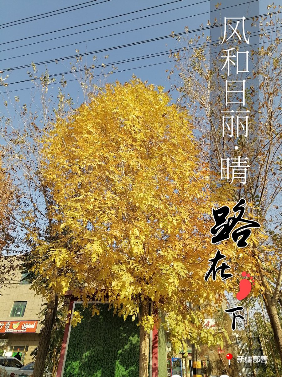 alvianida2's tweet image. 周末别宅啦！郊野公园的桂花香满径，随手拍都是治愈系秋景 约上朋友来吸氧、散步，幸福感直接拉满～