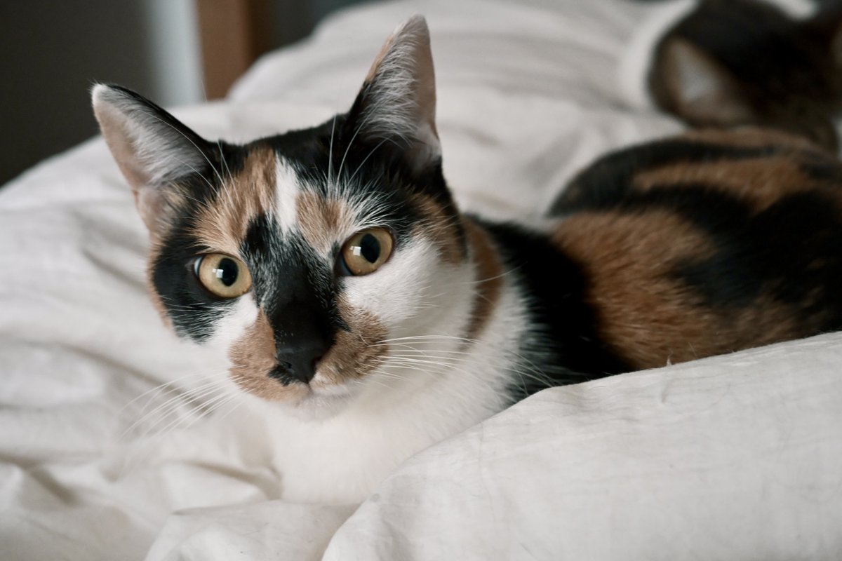 コンディションよさげなノイまる