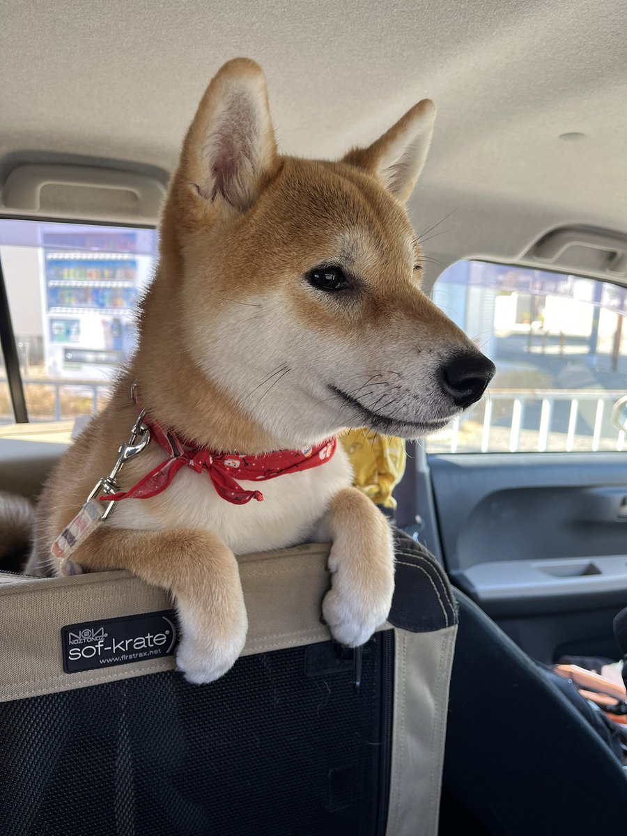 嬉しすぎるこめちゃん。ワクワクしすぎて前に出すぎ。