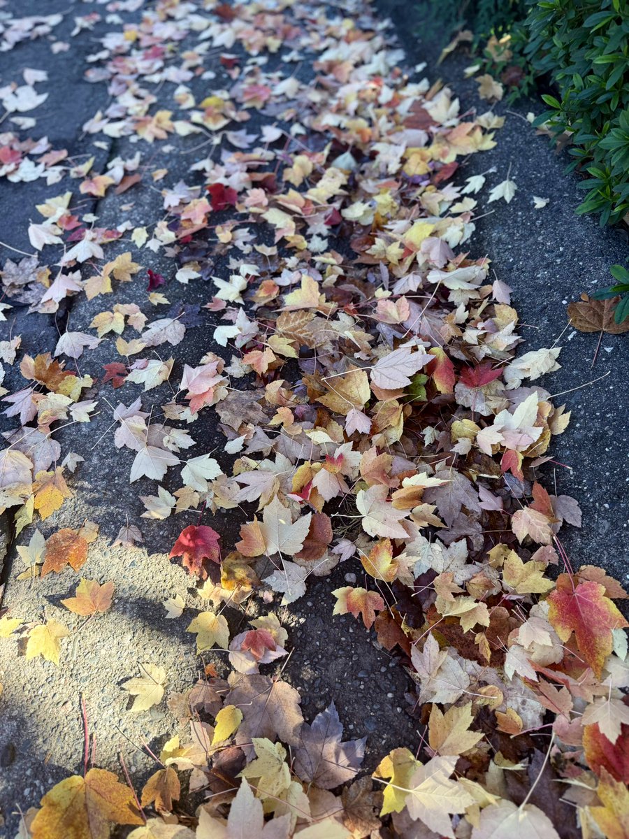 Si tingués més temps
Si no hagués
Si pugués
Si…

Tants de si…

I arriba un moment
que només queda
un no..

Bon dia, bona gent 🧚🏼‍♀️

Què fareu avui?