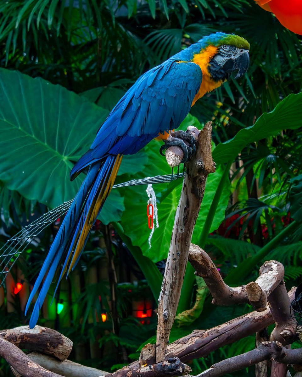 Tropical vibes, right in the city. 🌿 @bloedelconserv is your perfect mini getaway.