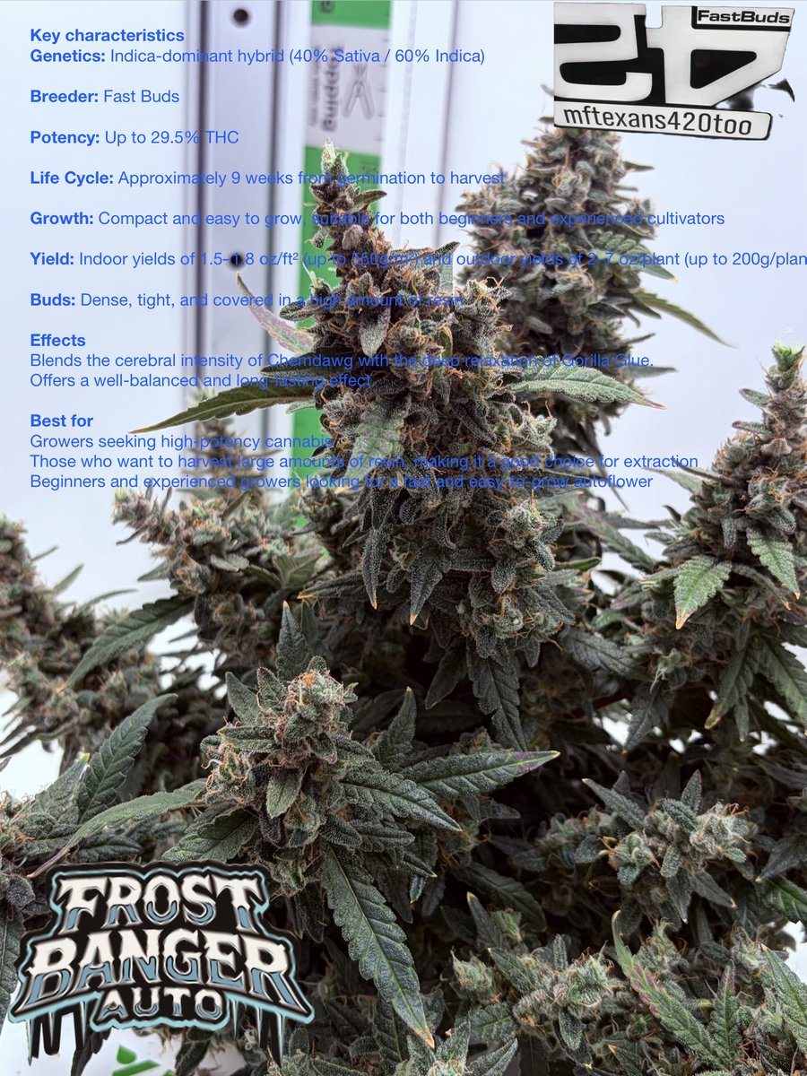 <a href="/grow_diaries/">grow.diaries</a> <a href="/Fast_Buds/">Fast Buds</a> <a href="/Fast_Buds_De/">Fast Buds DE</a> <a href="/is420somewhere/">Sebastian FastBuds</a> 13 weeks flower