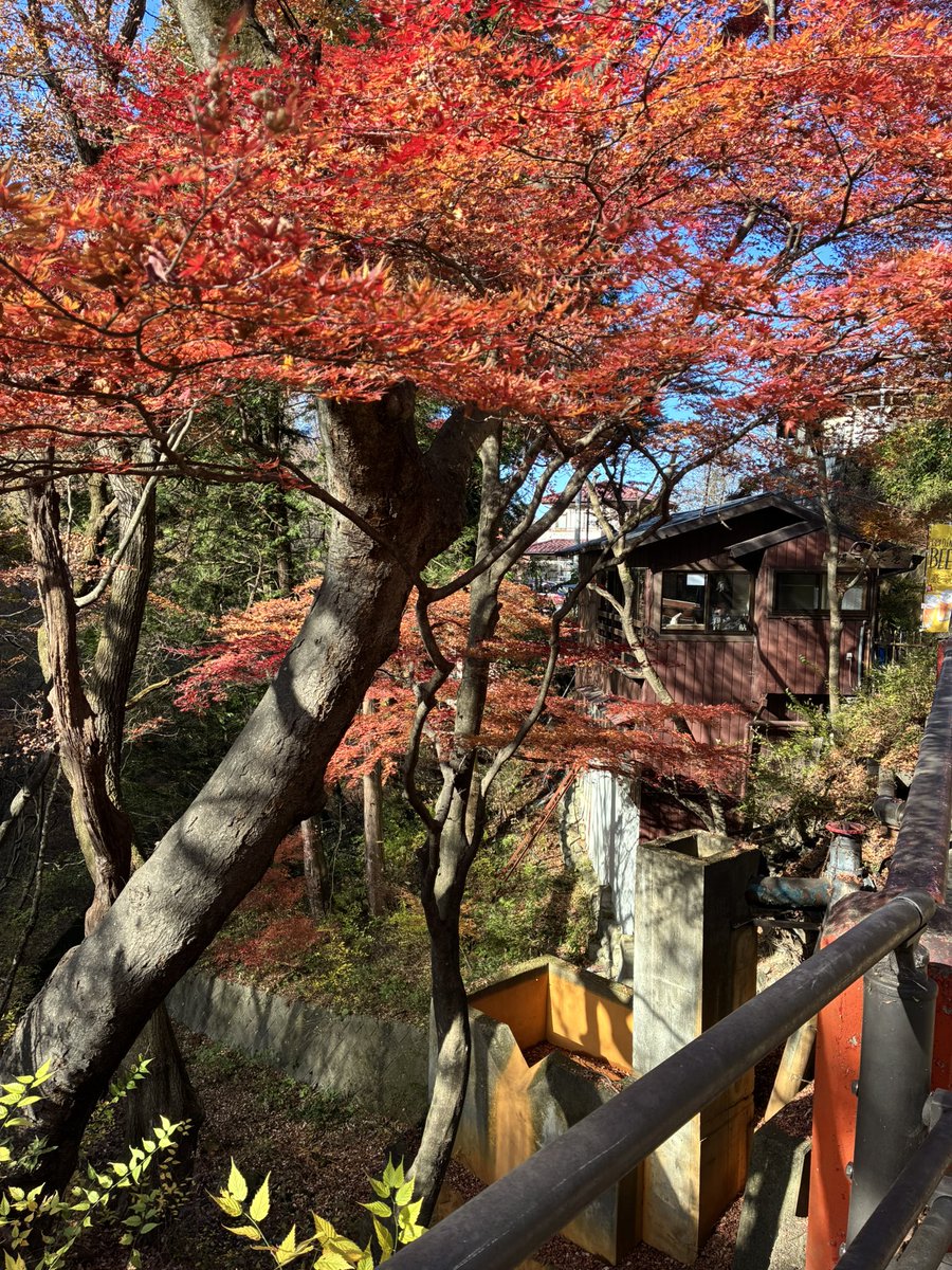 tomozu_onmusu's tweet image. 河鹿橋の紅葉もまもなく終わりですかね🍁
それにしてもいい天気やなぁ☀️.°

#伊香保温泉
#河鹿橋