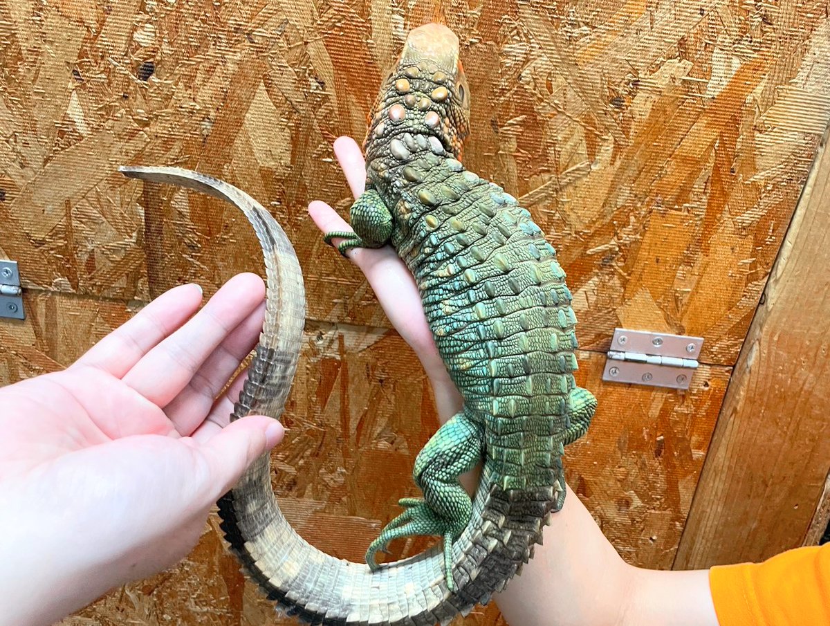 ✨入荷✨

・ギアナカイマントカゲ
少し尾切れですが、まるまるプクプクどっしりの優良個体！
入荷時には移動用ケースから取り出す際に、もの凄い勢いで脱走したほど元気一杯です💨

電話、メールでのお問い合わせお待ちしてます❗️
よろしくお願いします☀️