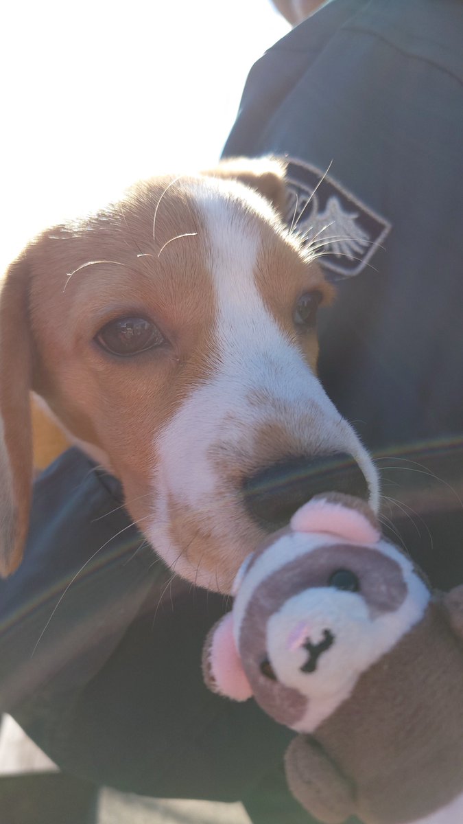 5RGqDpCgJqFjWDH's tweet image. 🌭お昼ごはーん🤤
🐶ʕ°⌓° ʔおや？

#CCC🌭 #chika_chan_chi