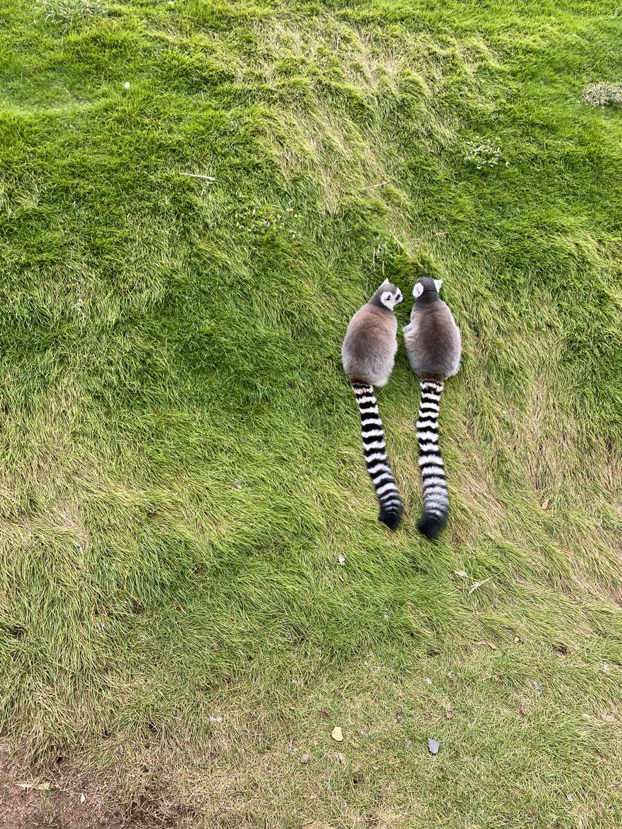 イブ (@alpha_htsn) / Posts / X