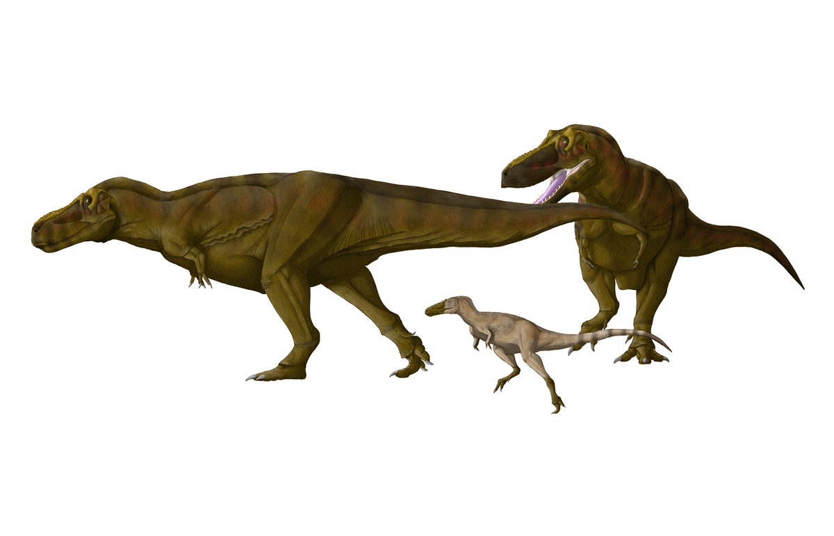 #いい夫婦の日
#ティラノサウルス
#Tyrannosaurus
今日はいい夫婦の日ということで、番のティラノサウルスを