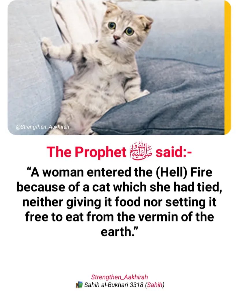 The Prophet Muhammad SAW Said;❤️‍🩹