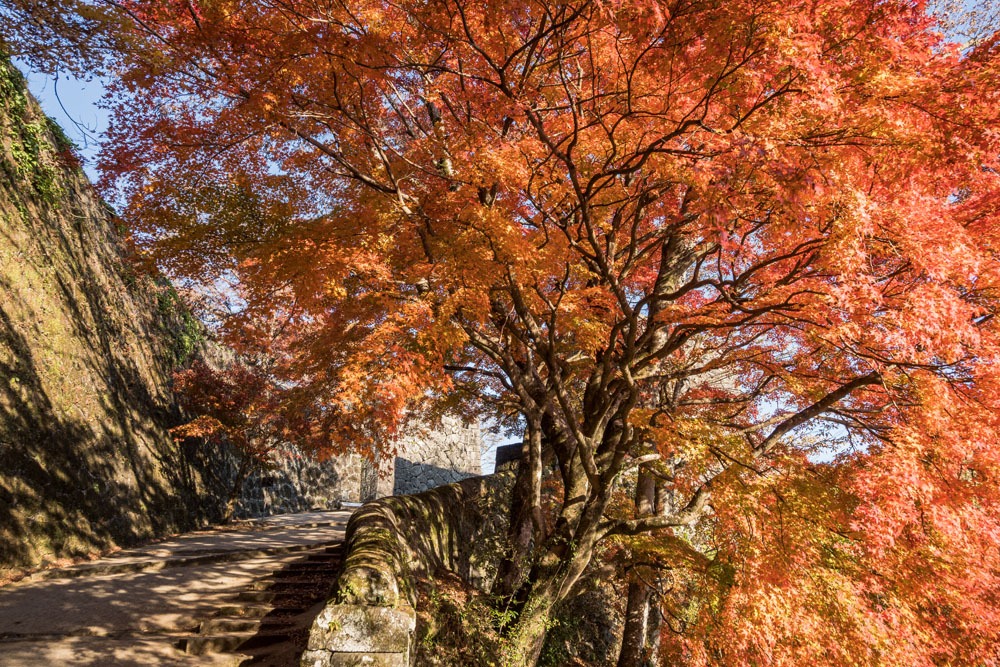 岡城跡の紅葉