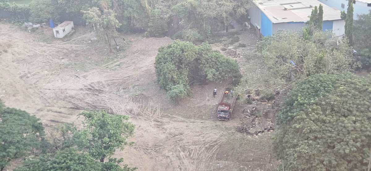 Everyday trees are being cut at an empty plot in chembur behind one meraki. <a href="/mybmc/">माझी Mumbai, आपली BMC</a> have you given the permission?