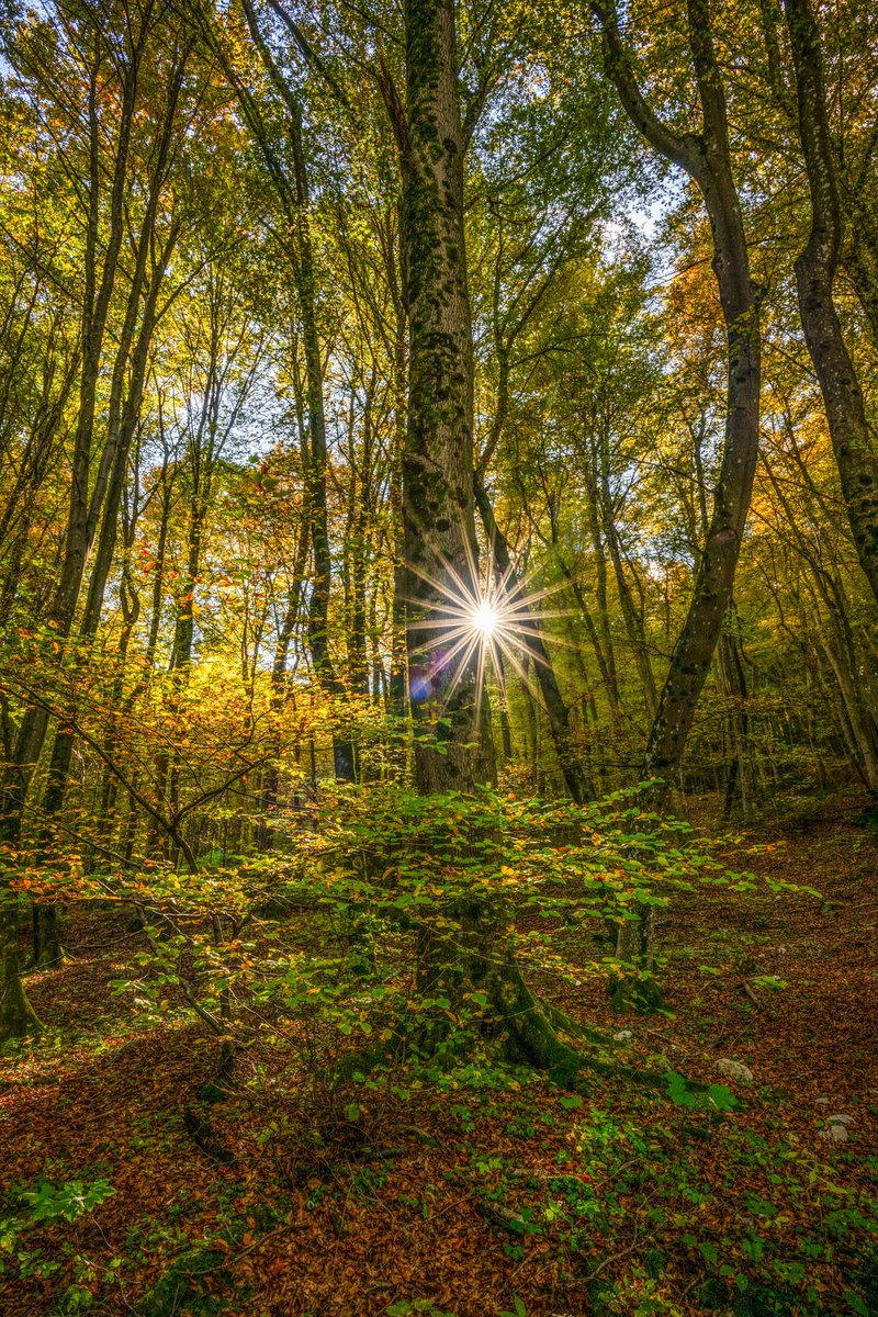 It's National Tree Week! Trees capture carbon, clean air, support wildlife, prevent erosion &amp; cool cities. Through Just One Tree, we've planted 480+ trees: 480 carbon fighters &amp; new homes for nature. Every tree matters. Together, we can grow real change!
#creativephotoadventures