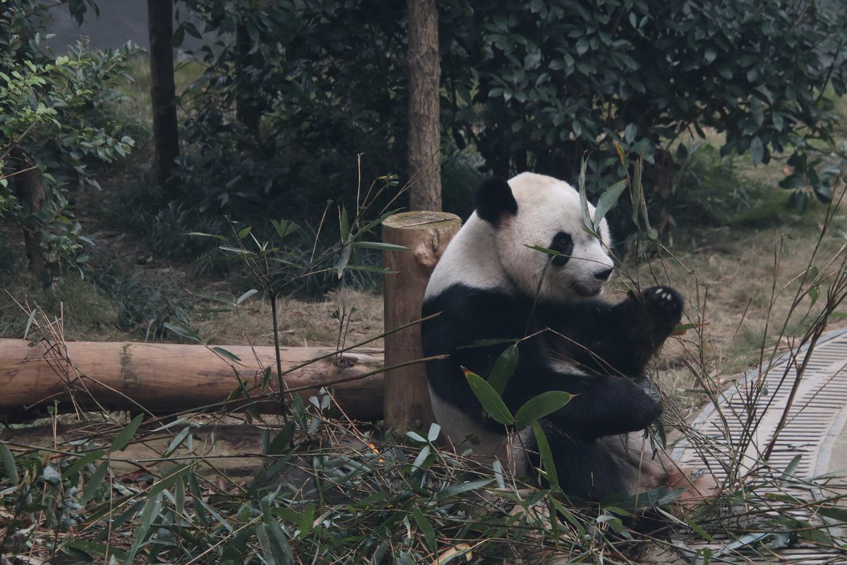 xia_lemon's tweet image. 11.22 🍁

#panda #枫浜 #fuhin