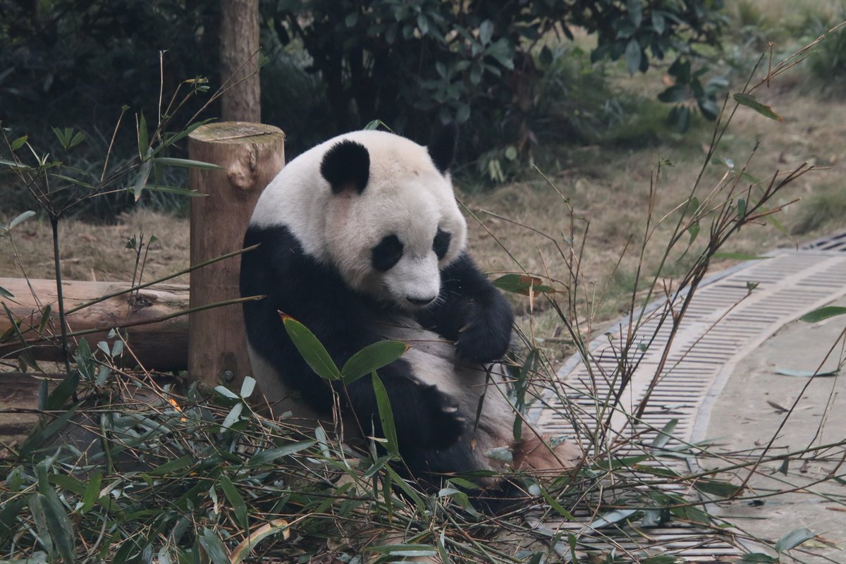 xia_lemon's tweet image. 11.22 🍁

#panda #枫浜 #fuhin