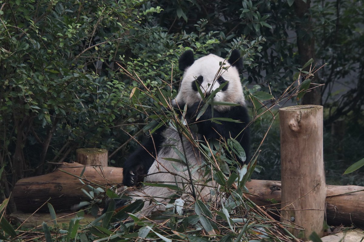 xia_lemon's tweet image. 11.22 🍁

#panda #枫浜 #fuhin