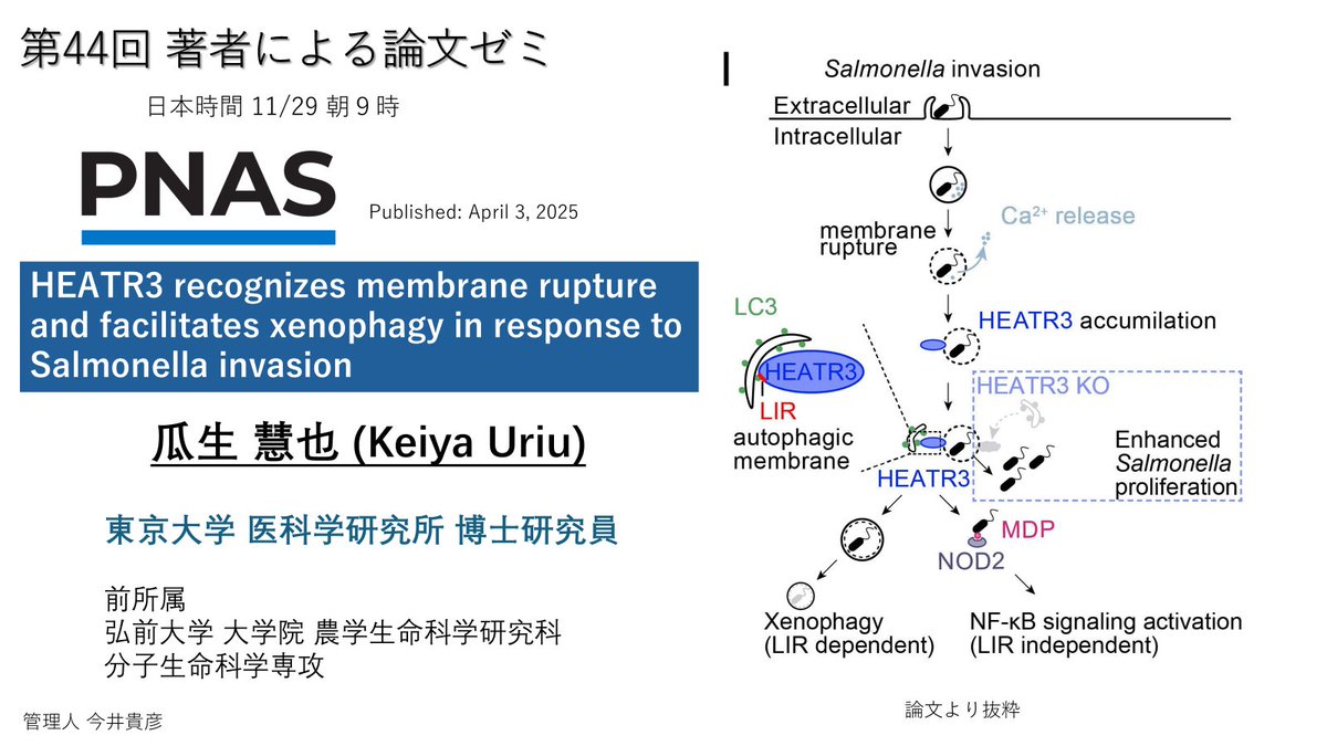 AuthorsGreat's tweet image. 【告知】44rd #著者ゼミ 11月29日 9時 (日本時間)

東京大学医科学研究所の博士研究員、瓜生先生 @Keiya717 にPNASに掲載された『細菌感染時に働く選択的オートファジーの受容体HEATR3』について発表していただきます！

フォームに回答して参加して下さい！forms.gle/XkLk7G97TP1CHp…