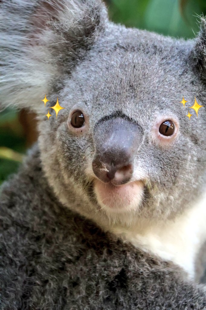 パッチリお目目のシャイニーです♥️🐨 #シャイニー #コアラ #koala