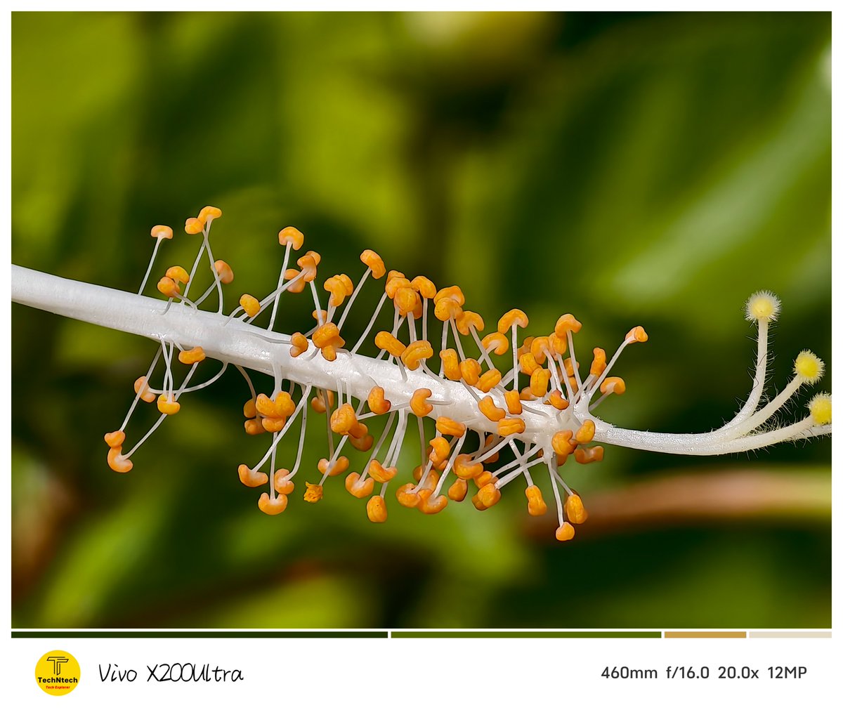 tech_ntech's tweet image. Macros for #NatureNovember using #vivoX200Ultra 
#ShotOnSnapdragon 
4th Shot is the wonder of Nature, Insect eat flower parts