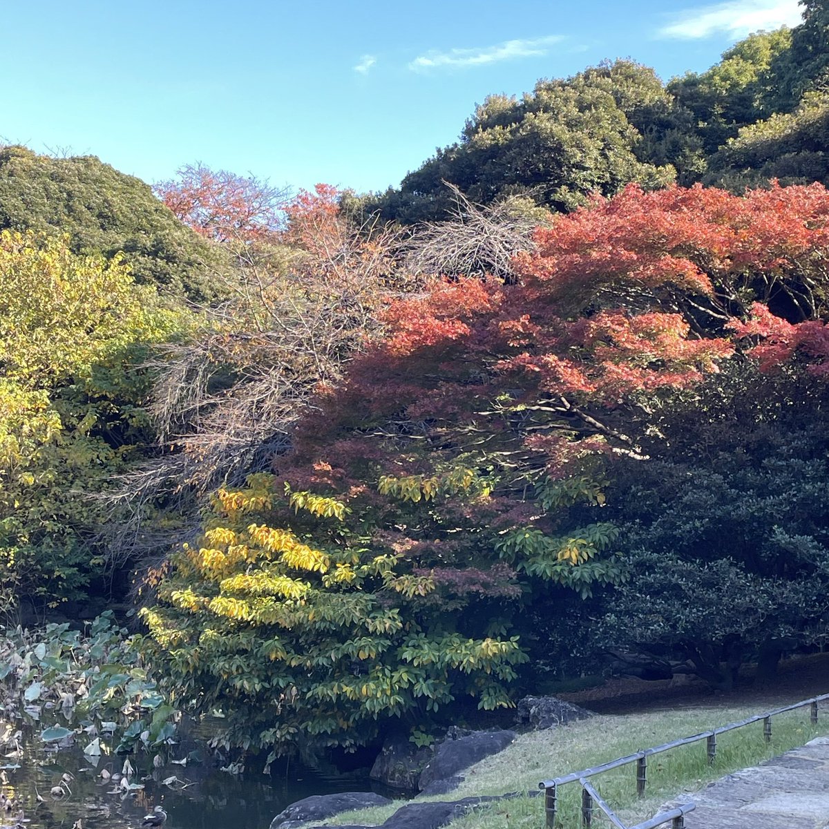 くまたろう。 tweet media