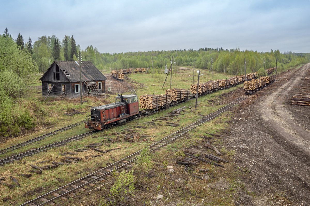 Тепловоз ТУ7А-3334 с грузовым поездом, Белоручейская УЖД, Вологодская область, 25.05.2024. Diesel locomotive TU7A-3334 with a log train on the Belorucheyskaya narrow gauge railway in Vologda Oblast, northern Russia, 25.05.2024. Photo: Seryoga 059. #Russia #TU7 #ужд #узкоколейка