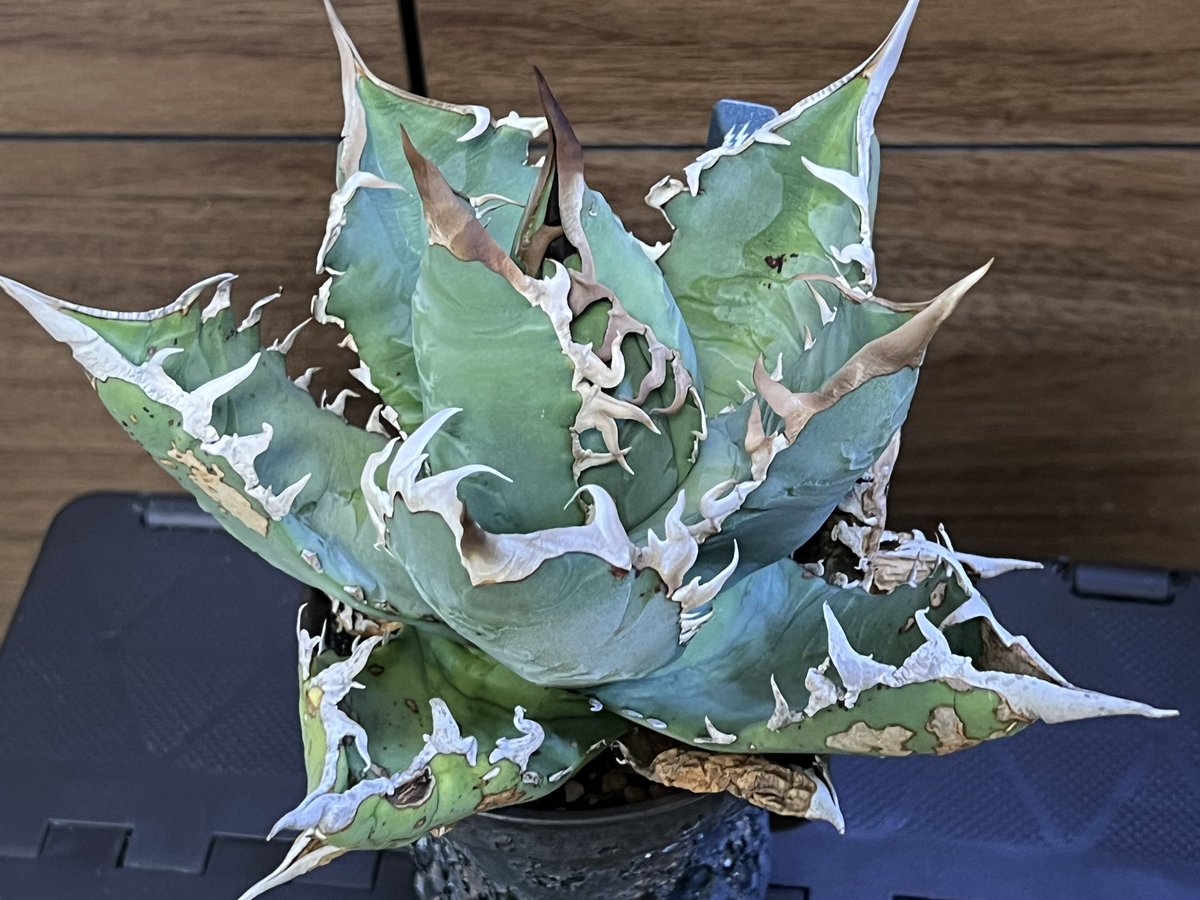 kimuraebinamazu's tweet image. アガベ オテロイ😄
荒々しさが良い！！
#アガベ