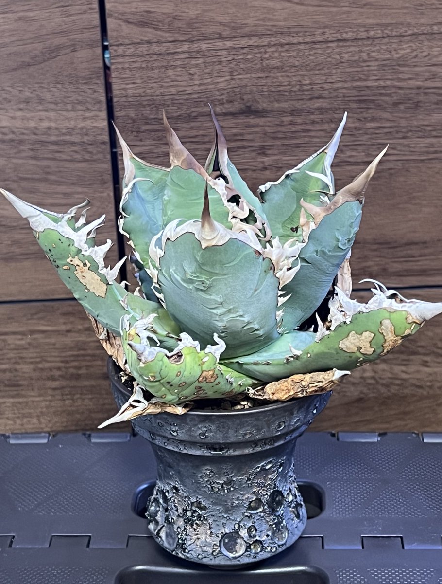 kimuraebinamazu's tweet image. アガベ オテロイ😄
荒々しさが良い！！
#アガベ