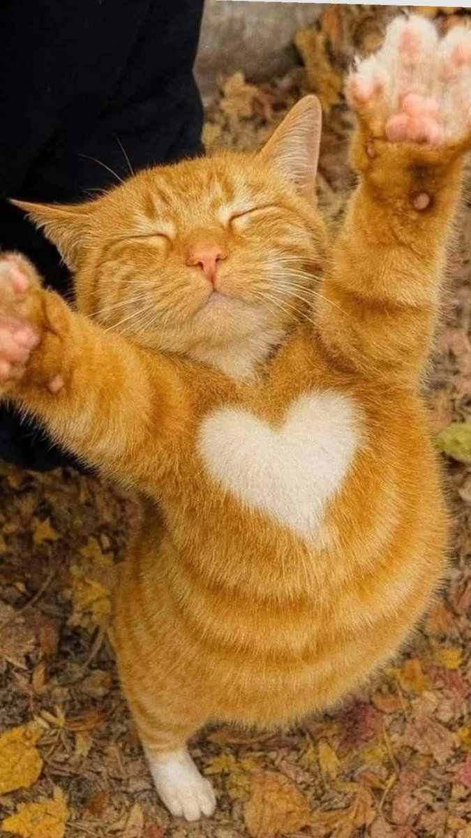 catjjuni's tweet image. 