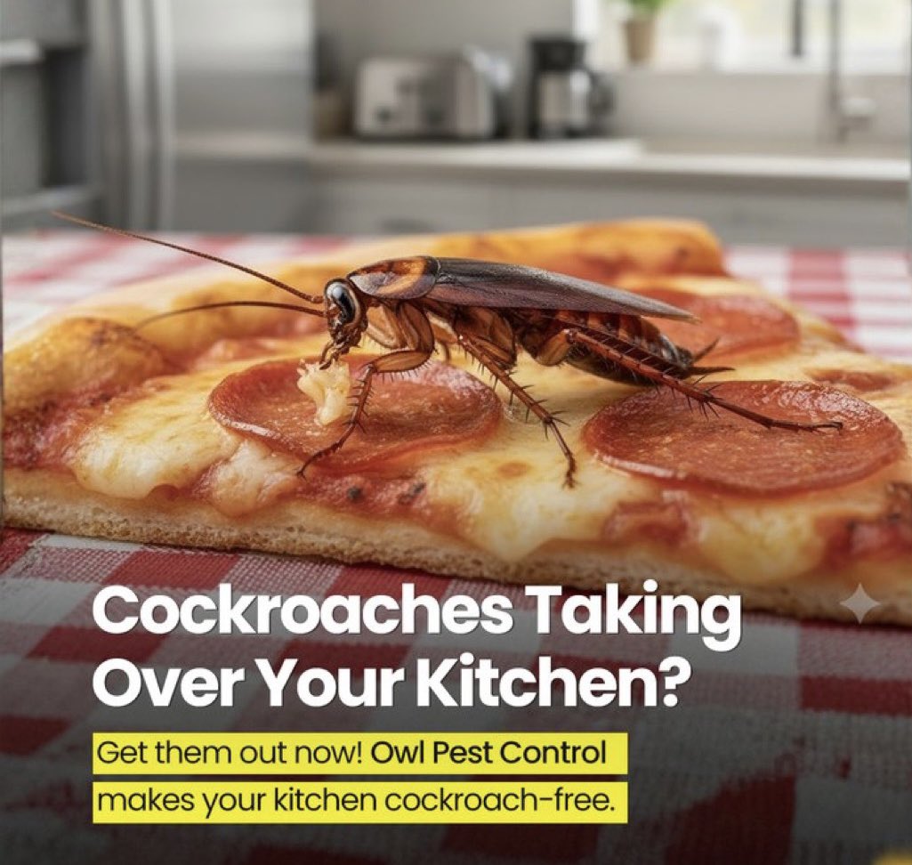 AjisonLtd's tweet image. W Kitchen Overrun by Cockroaches? We&apos;ll Fix It.
Roaches spread germs fast and multiply even faster.
Our experts eliminate them quickly and make sure your kitchen stays clean, safe, and roach-free.
(234) 0803-463-1488
#CockroachControl #PestControlNig
#AjisonPestControl