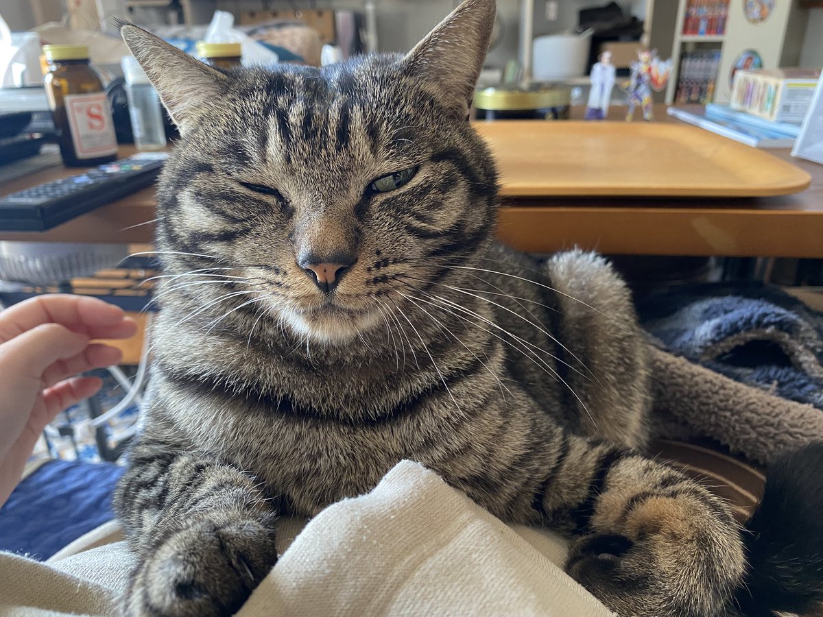 Toraemon222's tweet photo. 撫でるのやめると、あれ？もう終わりですか？？ってチラ見してくる
かわいい
#猫のいる暮らし #きじとら https://t.co/JTzcIucByW