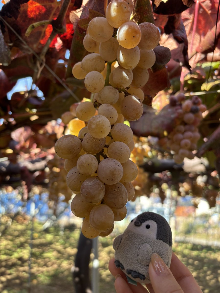 もぎもぎフルーツ♪なんだよ〜🍇