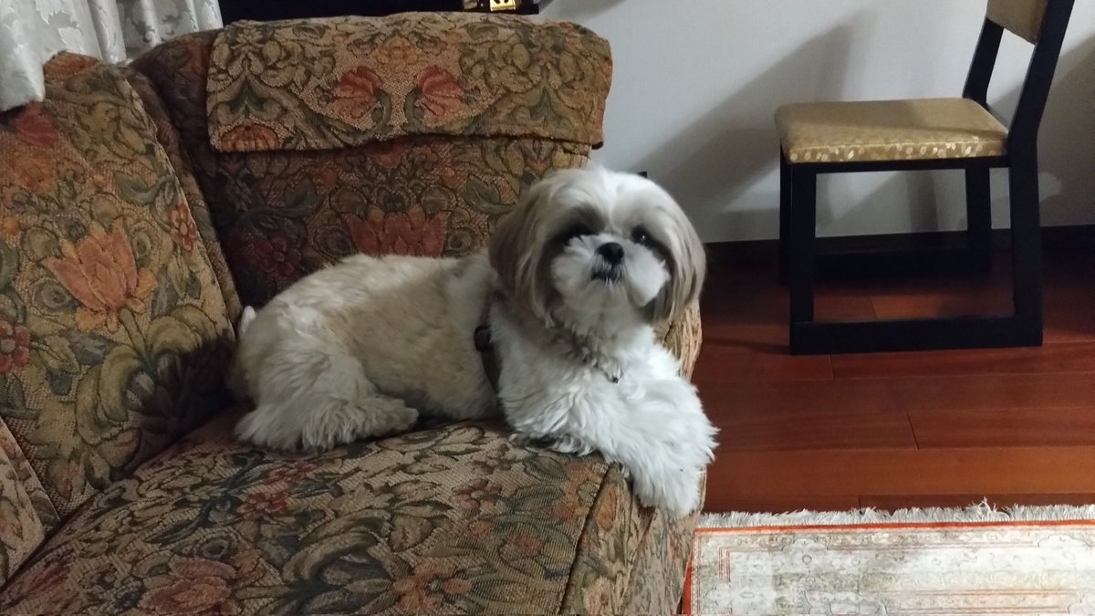 ゆりを (@yuriwossan) on Twitter photo 