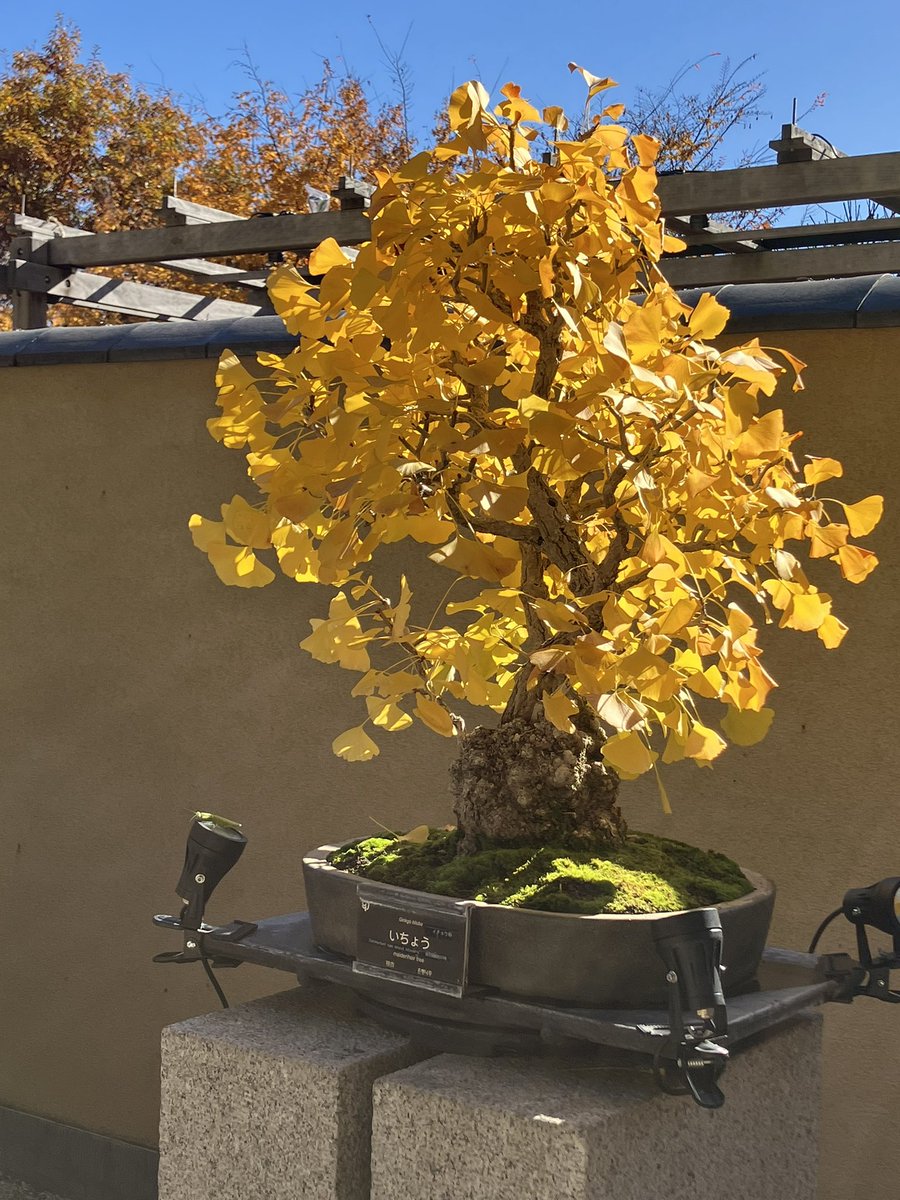 Post by 枝 on X: いちょう