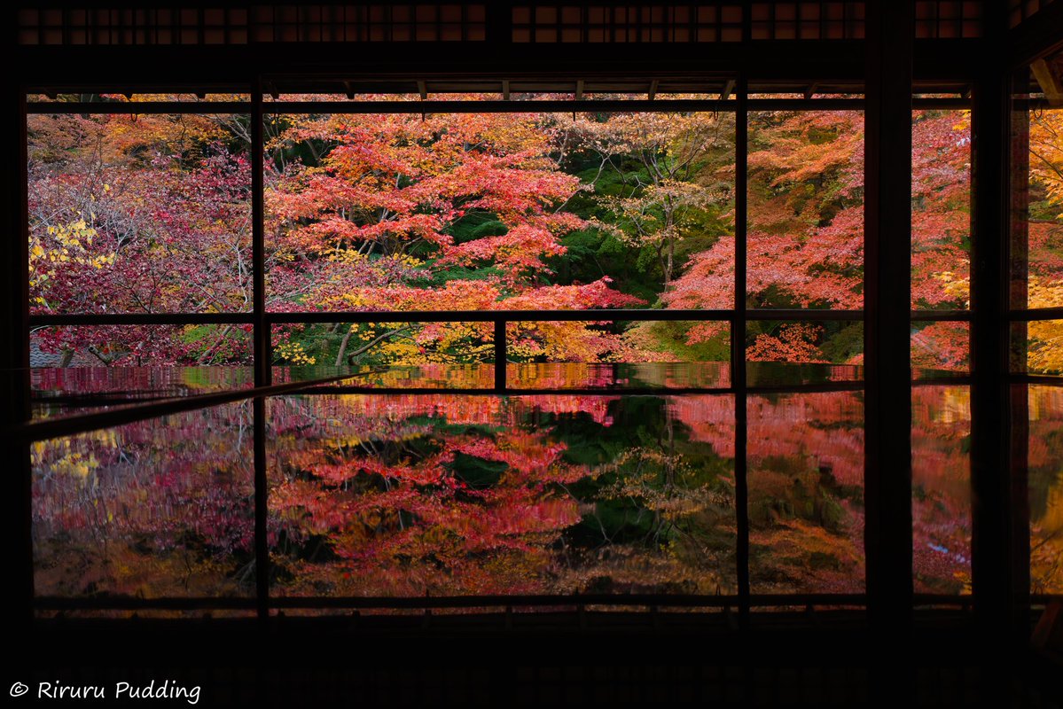 RiruruPudding's tweet image. 京都・瑠璃光院🍁𓂃 𓈒𓏸◌🍁
#京都 #瑠璃光院
