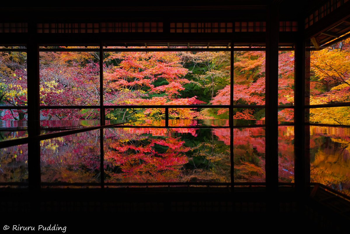 RiruruPudding's tweet image. 京都・瑠璃光院🍁𓂃 𓈒𓏸◌🍁
#京都 #瑠璃光院