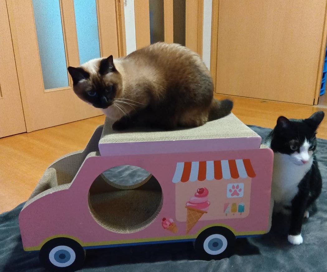 猫乃目もにゃ↝クリエイター系VTuber (@nekonome_monya) / Posts / X