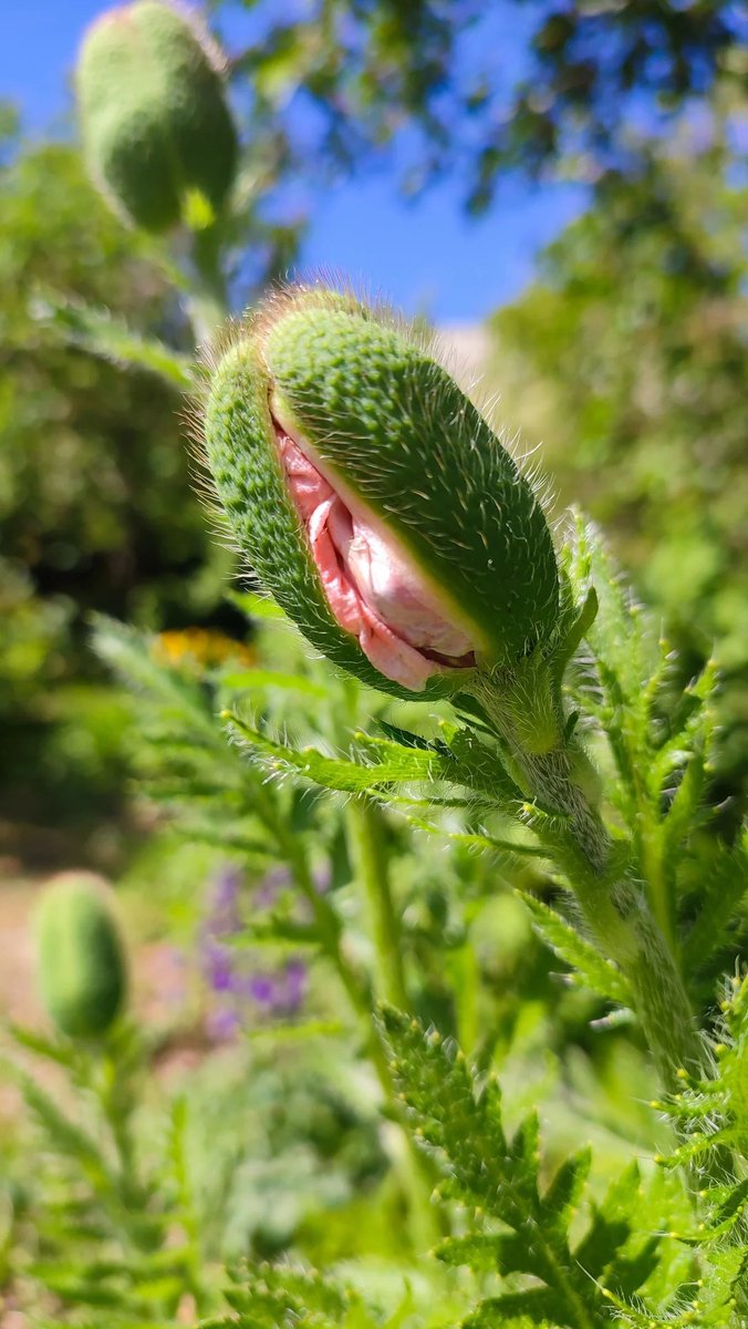 naomentimos's tweet image. É assim que as flores de uma papoula começam a brotar.

À medida que crescem, o botão se endireita e as sépalas caem, permitindo que as pétalas compactadas se desdobrem em uma flor completamente aberta.