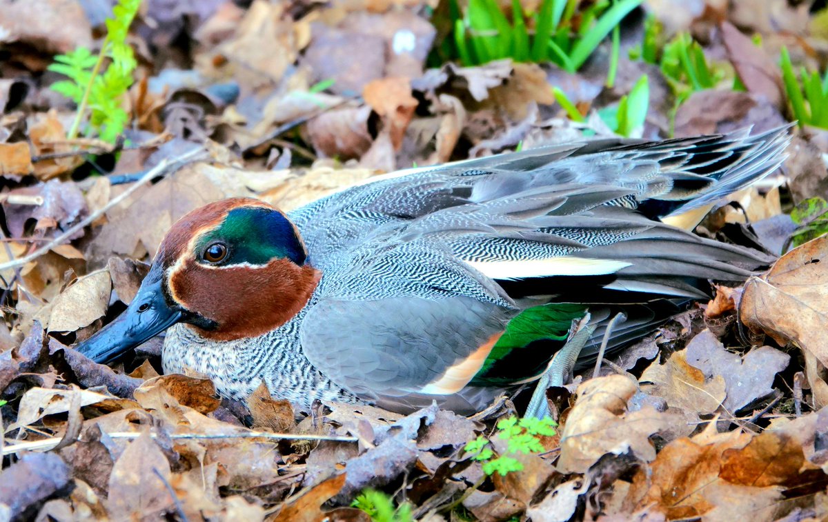 Cock teal.
Conservation@althorp.com #Spencerestates