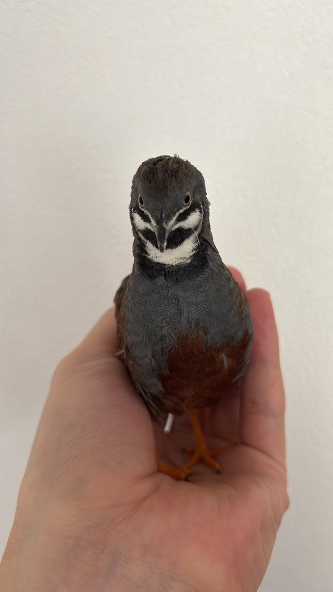 ひめうずら研究室 ラボ長（四代目） (@himeuzura_labo) / Posts / X