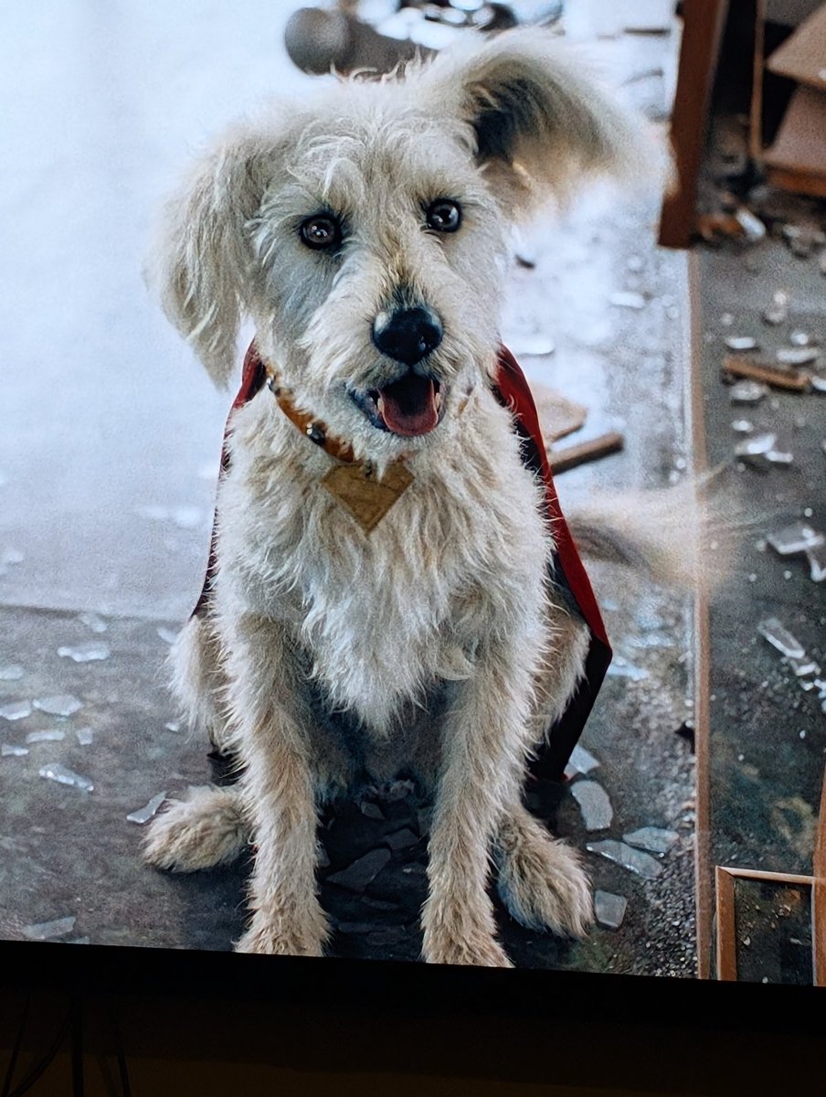 Rohit Durvasula tweet media