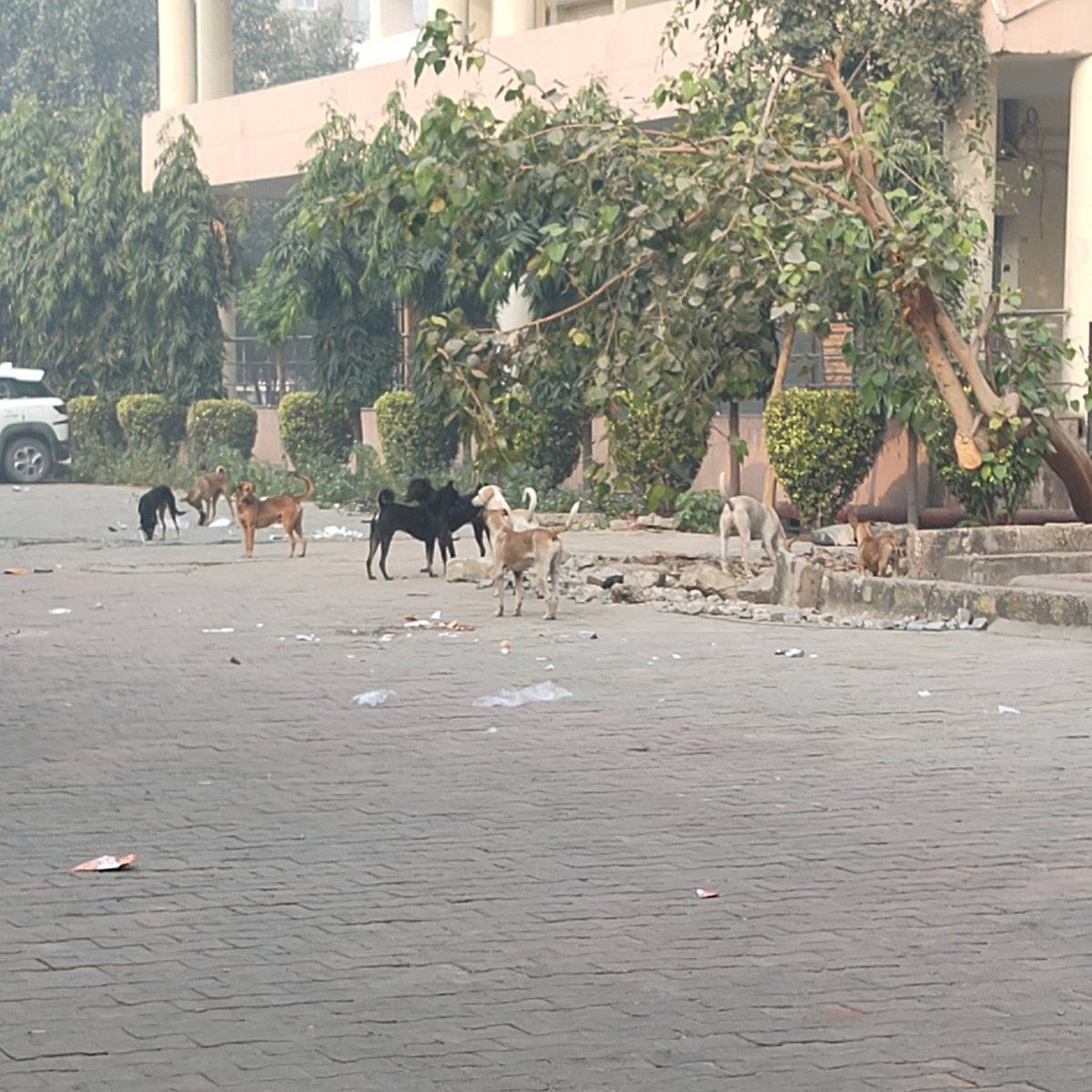 Stop scrolling and think honestly, should there be any place for stray dogs in office complexes, markets, parks, schools, hospitals etc?

Stray dogs are very dangerous in packs &amp; we are putting kids, family members &amp; ourselves at risk by not removing them from these places.