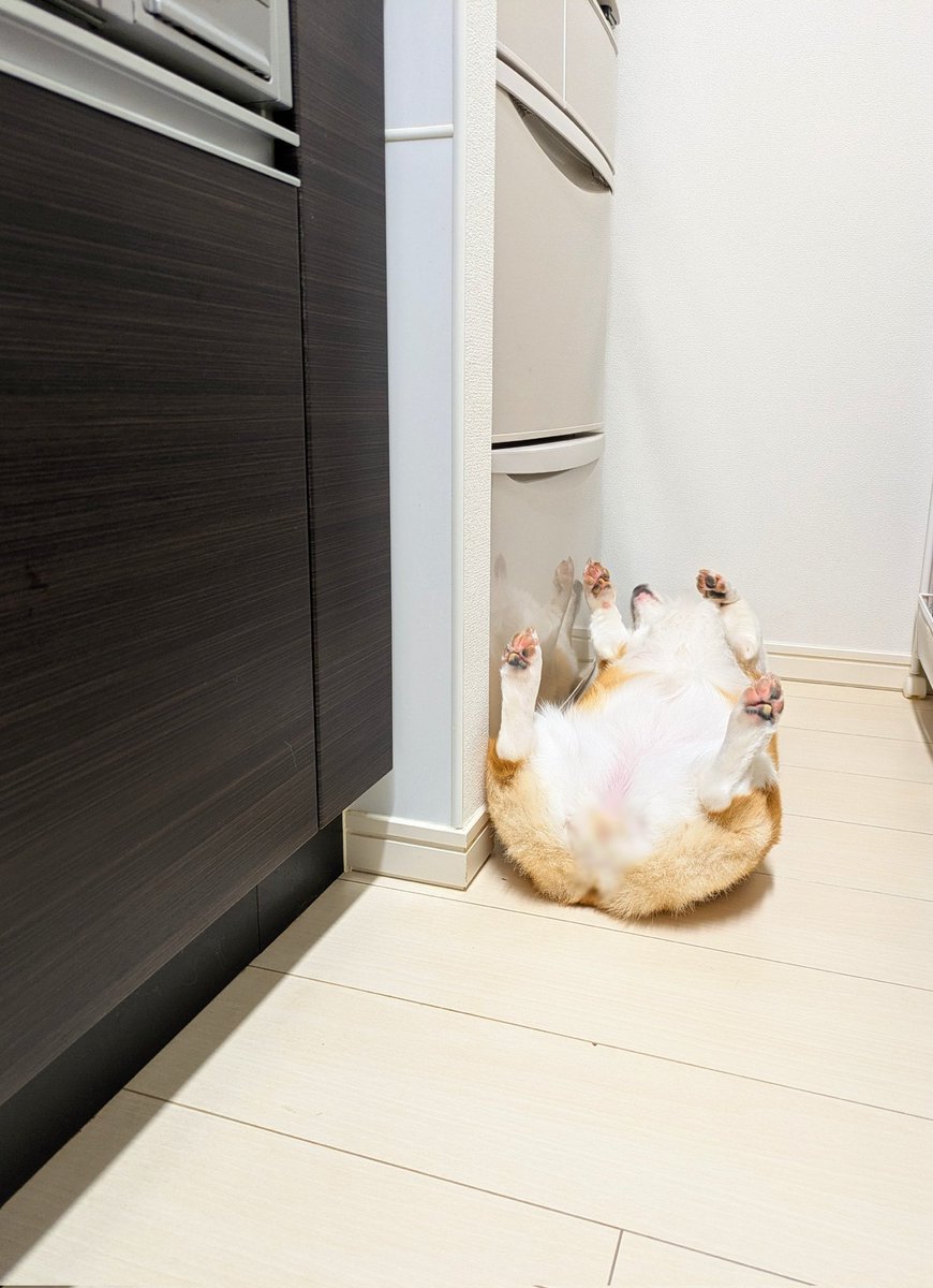 komachiaya_'s tweet image. とうとう謎の儀式を始めました