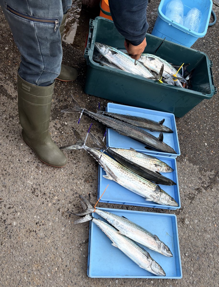 tada_tsuri's tweet photo. 念願かなってサゴシ釣れました🐟
前回何も釣れずで心に残ったしこりがとれたようなスッキリした気持ち。
今年の釣りもあと数回、悔いなく終われそうで終われないのが釣り🎣
船中たくさん釣れて���けどサワラサイズは数本なので次回はサワラを！ https://t.co/181K92rWxR