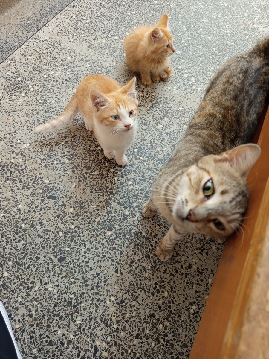 Just sat down &amp; these cats want to be petted.