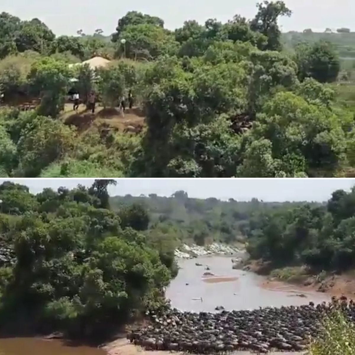 Tourism shock as viral video captures hotel staff chasing wild animals, blocking their crossing in Maasai Mara.
WATCH 👇